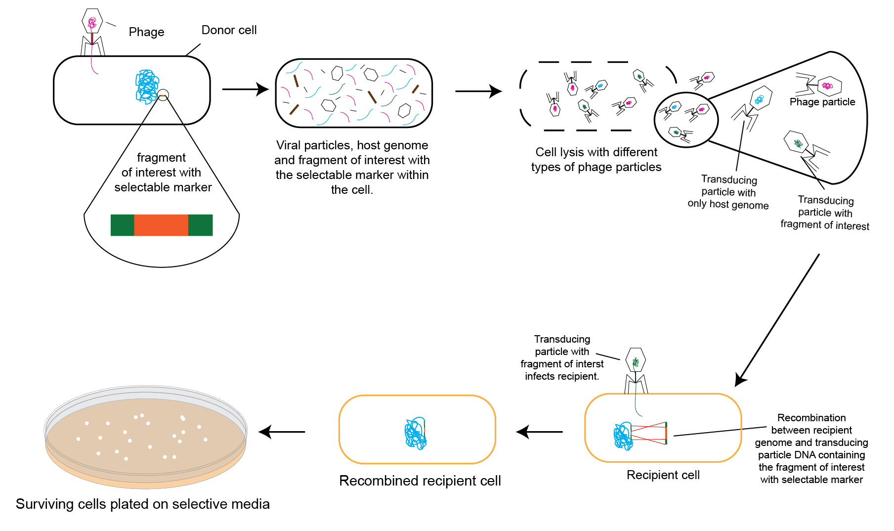 Transduction P1vir Phage Overview the mechanisms, characteristics